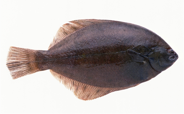 比目魚進口報關(guān)你知道多少? 比目魚進口報關(guān)你知道多少?