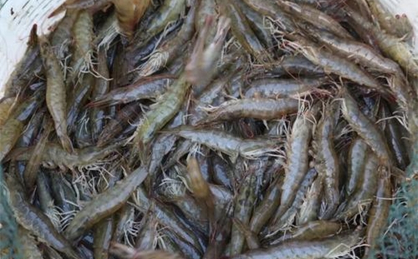 伊朗對蝦進口報關注意事項及其相關的流程 伊朗對蝦進口報關注意事項及其相關的流程