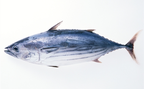 進口凍大眼金槍魚報關有哪些需要注意的地方 進口凍大眼金槍魚報關有哪些需要注意的地方