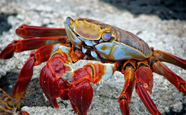 進(jìn)口鮮活螃蟹報(bào)關(guān)空運(yùn)流程手續(xù) 進(jìn)口鮮活螃蟹報(bào)關(guān)空運(yùn)流程手續(xù)