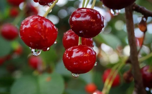 超詳細(xì),車?yán)遄舆M(jìn)口報關(guān)所需的時間以及注意事項(xiàng) 超詳細(xì),車?yán)遄舆M(jìn)口報關(guān)所需的時間以及注意事項(xiàng)