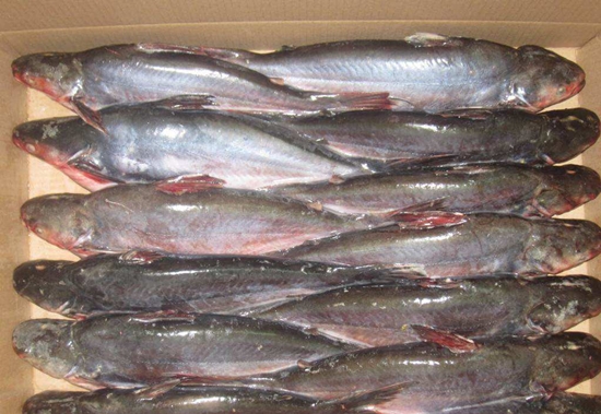 進口越南巴沙魚報關這些手續你必須知道