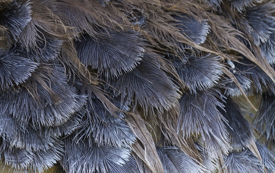 鴕鳥毛進口清關一站式清關資料以及流程 鴕鳥毛進口清關一站式清關資料以及流程