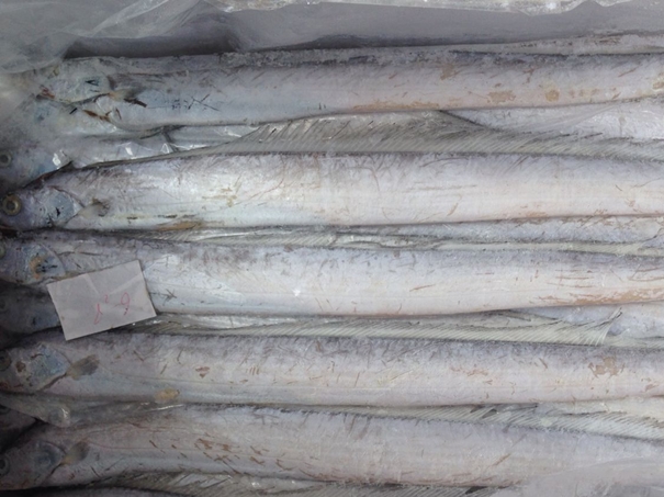 上海冷凍水產品進口清關代理公司