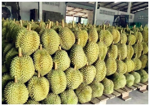 泰國榴蓮進口清關一般貿易流程