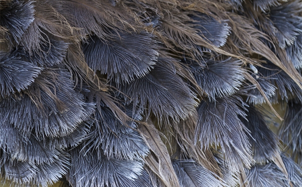 【進(jìn)口鴕鳥(niǎo)毛清關(guān)代理】的流程，一般貿(mào)易進(jìn)口鴕鳥(niǎo)毛