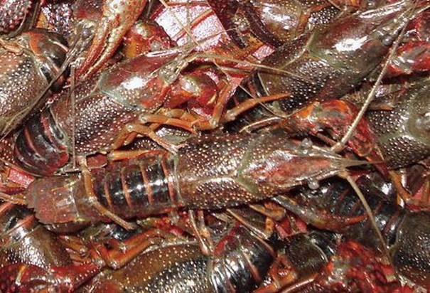 上海進口活龍蝦報關需要提前做什么準備 上海進口活龍蝦報關需要提前做什么準備