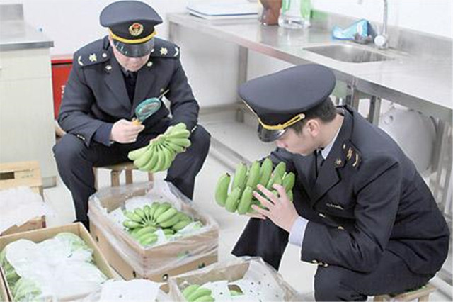 越南香蕉進口報關是怎么操作的?進口香蕉報清關這樣做 越南香蕉進口報關是怎么操作的?進口香蕉報清關這樣做