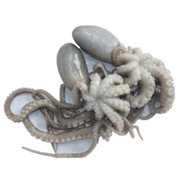 大連海鮮八爪魚進口報關清關一站式服務 大連海鮮八爪魚進口報關清關一站式服務