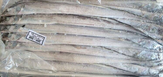 淺談巴基斯坦白帶魚/沙帶魚進口報關清關流程資料以及稅率 淺談巴基斯坦白帶魚/沙帶魚進口報關清關流程資料以及稅率