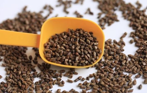 印度決明子進口清關國內手續以及資料