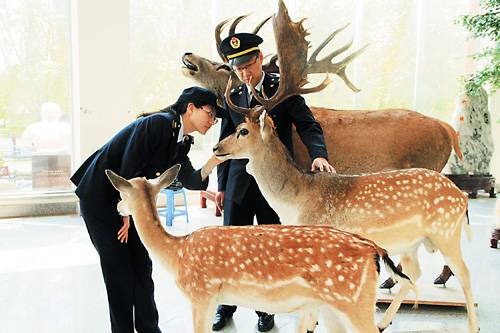 動物標本進口報關-動物標本是如何進口報關到國內的?