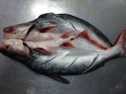 越南巴沙魚進口報關代理流程手續以及費用