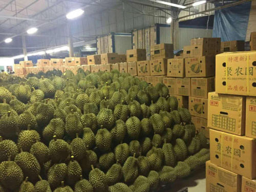 泰國榴蓮進(jìn)口報關(guān)清關(guān)代理公司有哪些?榴蓮進(jìn)口報關(guān)注意事項(xiàng)
