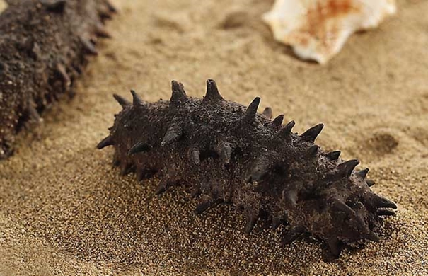 進口海參報關代理要注意哪些事項 進口海參報關代理要注意哪些事項