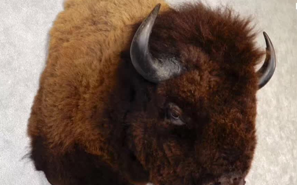 動物標本進口報關代理注意事項