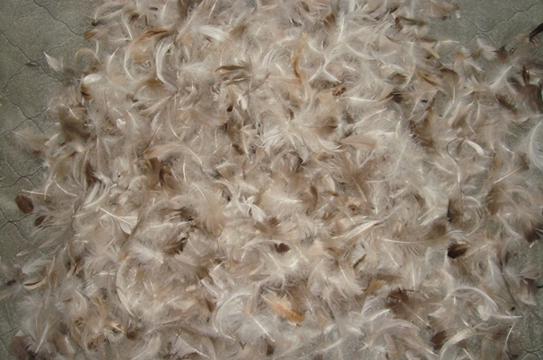 越南鴨毛進口報關沒有你想象得那么復雜