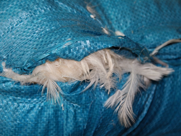 越南鴨毛進口報關沒有你想象得那么復雜