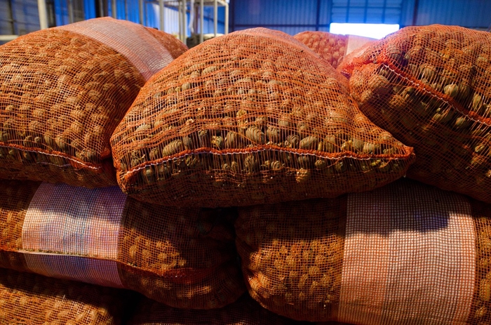 碧根果進口報關一般貿易流程 碧根果進口報關一般貿易流程