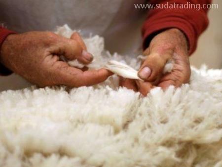 羊毛東莞虎門港進口報關有這幾點注意事項要清楚！