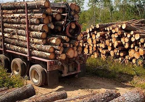 進口木材報關要提交哪些單證？看這里！