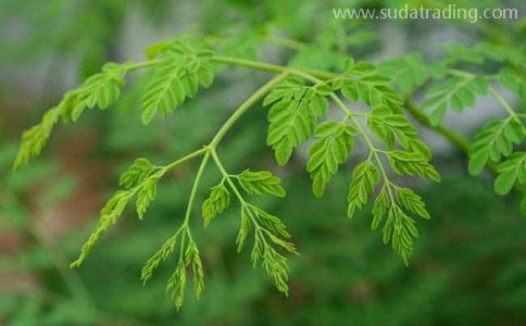 印度辣木葉一般貿易流程|東莞進口報關代理公司 印度辣木葉一般貿易流程|東莞進口報關代理公司