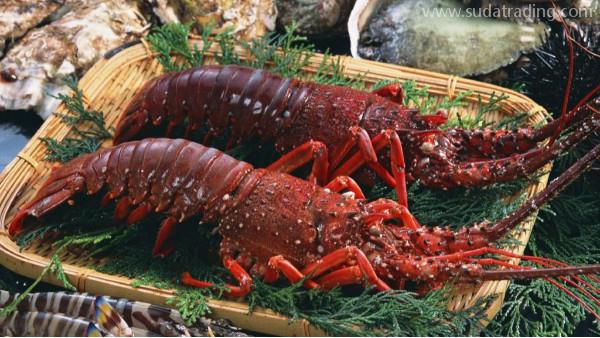 想進口水產品？這里有詳解哦