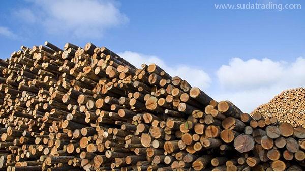 木材進口報關攻略，你想知道的都在這里！