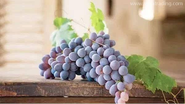 東莞葡萄進口報關代理注意事項