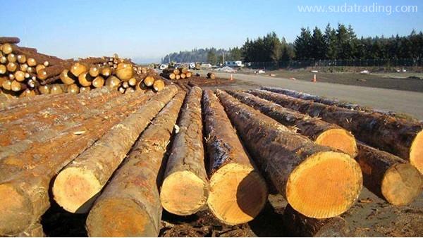 木材進口報關報檢所需單證都有哪些？東莞進口報關公司解析