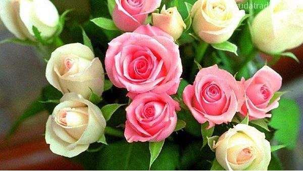 東莞鮮花進(jìn)口報(bào)關(guān)代理所需資料單證及流程解析