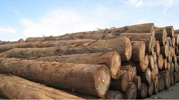 木材進口報關流程、樹種知識大全，值得收藏！