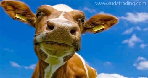 進口牛肉怎樣規范申報? 進口牛肉怎樣規范申報?