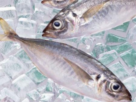 冷凍魚東莞進(jìn)口報(bào)關(guān)代理操作指南！