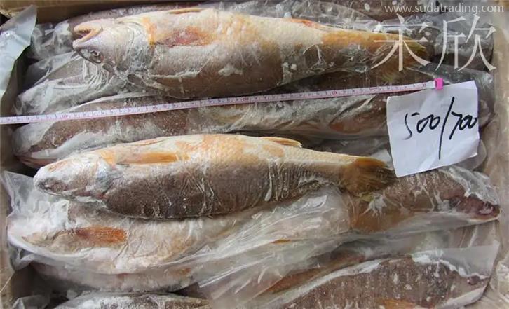 上海冷凍魚進口報關應該要注意一些什么 上海冷凍魚進口報關應該要注意一些什么