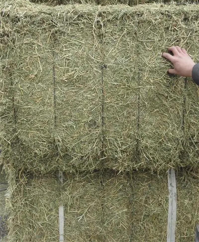 苜蓿草進(jìn)口報(bào)關(guān)代理公司帶你了解進(jìn)口苜蓿草相關(guān)知識(shí) 苜蓿草進(jìn)口報(bào)關(guān)代理公司帶你了解進(jìn)口苜蓿草相關(guān)知識(shí)