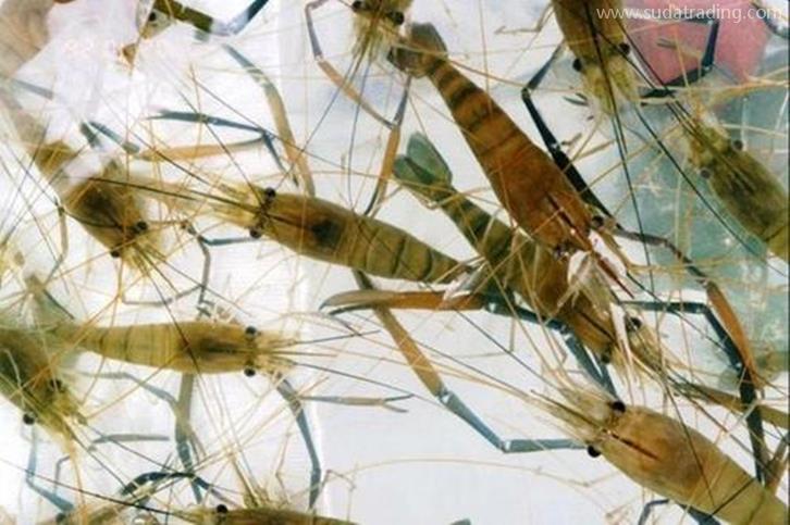 深圳空運(yùn)進(jìn)口印尼海鮮報(bào)關(guān)的費(fèi)用，重點(diǎn)來啦!