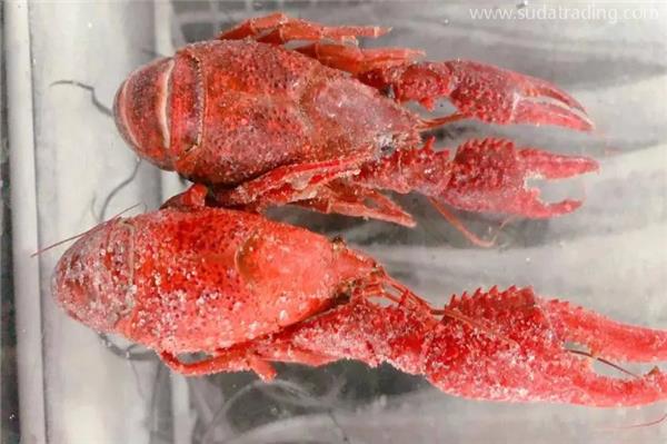 進口冷凍龍蝦報關代理操作流程手續 進口冷凍龍蝦報關代理操作流程手續