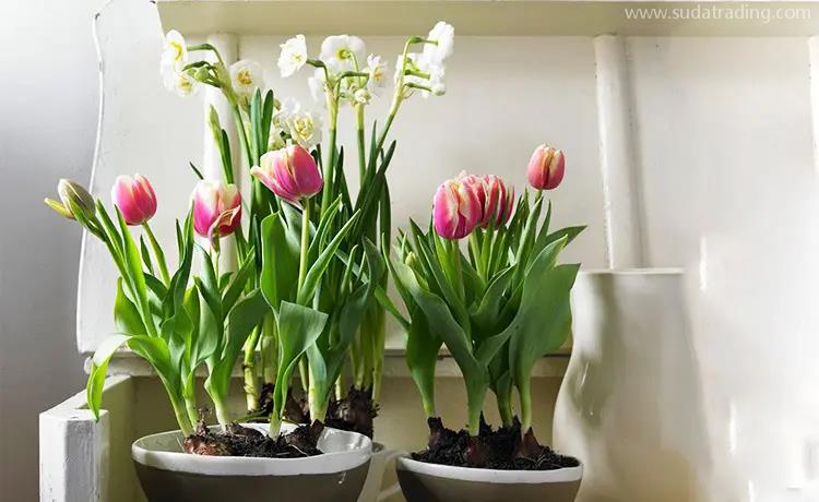 盆栽植物進口報關公司告訴你植物進口常見問題 盆栽植物進口報關公司告訴你植物進口常見問題