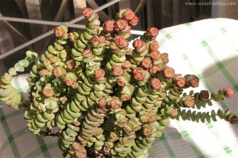 天津植物進口清關報關注意事項 天津植物進口清關報關注意事項