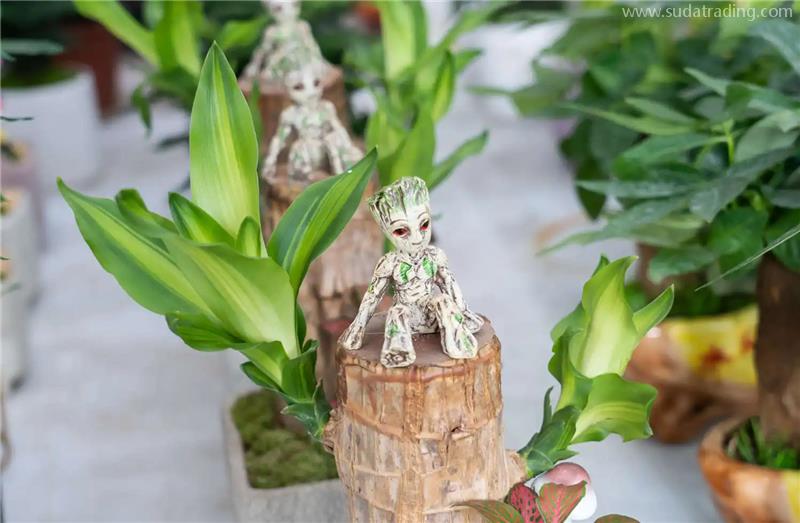 印尼進口巴西木報關的流程以及資料,秒懂! 印尼進口巴西木報關的流程以及資料,秒懂!