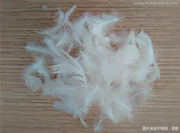 水洗白鴨毛進口報關的流程以及進口所需資料 水洗白鴨毛進口報關的流程以及進口所需資料