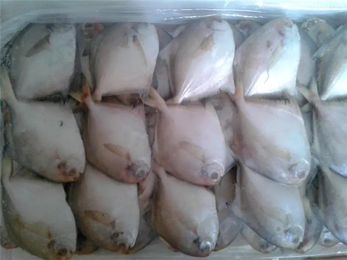 1分鐘解讀關于冷凍白鯧魚進口報關的6點流程