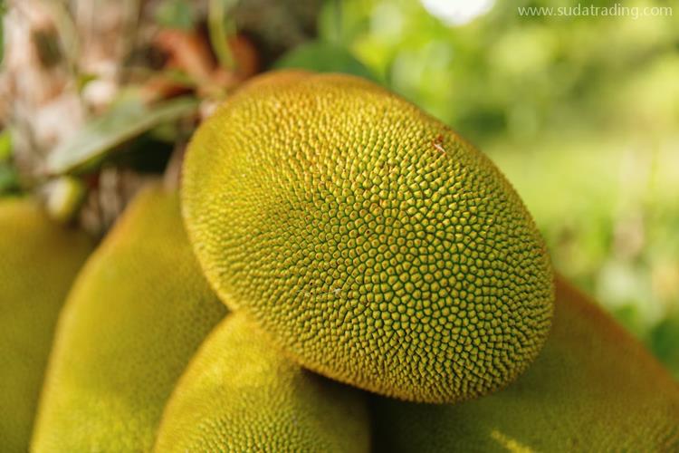 越南進口菠蘿蜜報關的關稅以及進口流程 越南進口菠蘿蜜報關的關稅以及進口流程