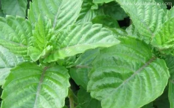 越南涼粉草進口報關單證資料及流程話你知