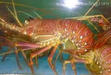 鮮活水產如何進口？