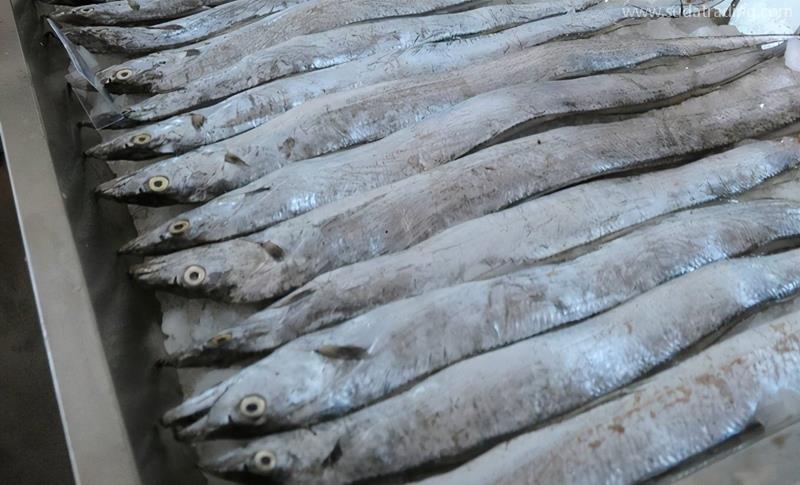 印度進(jìn)口凍帶魚報(bào)關(guān)的具體流程手續(xù) 印度進(jìn)口凍帶魚報(bào)關(guān)的具體流程手續(xù)