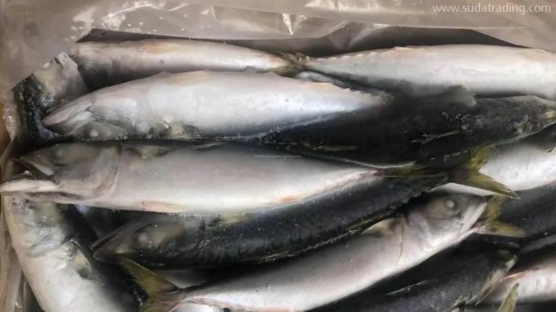 冷凍魚進口報關流程進口冷凍魚到國內報關的注意事項 冷凍魚進口報關流程進口冷凍魚到國內報關的注意事項