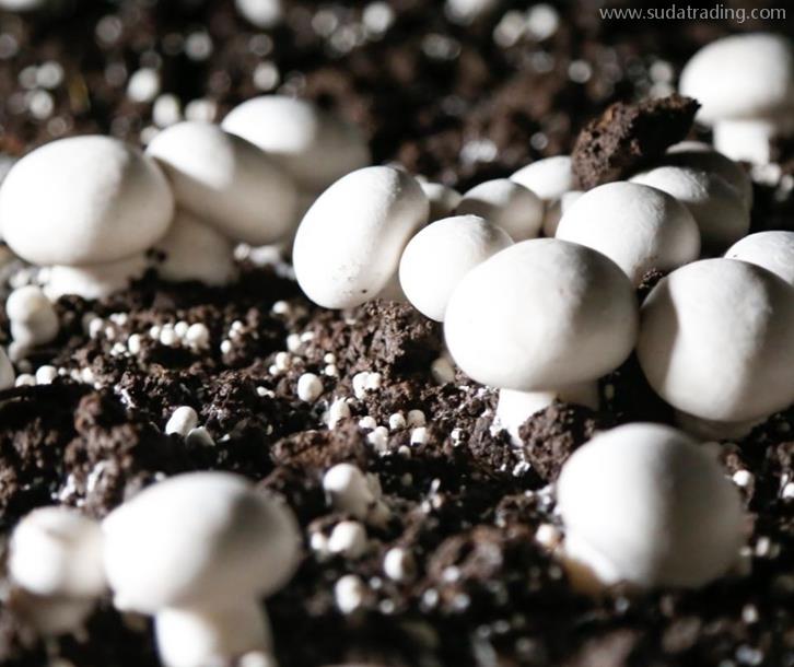 德國菌種進口報關資料這7樣食用菌種快速通關 德國菌種進口報關資料這7樣食用菌種快速通關