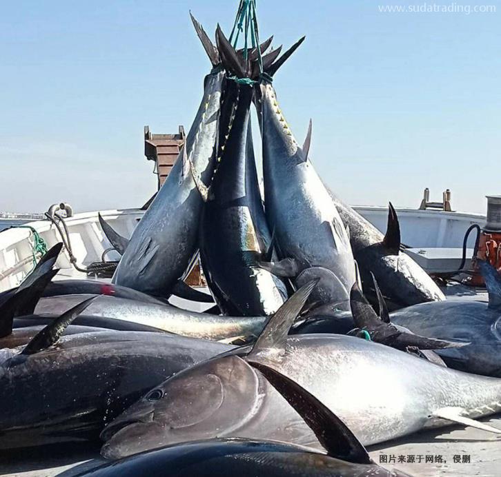 美國金槍魚進口報關費用省50%冷凍魚清關費用 美國金槍魚進口報關費用省50%冷凍魚清關費用